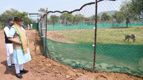Prime Minister Narendra Modi  watching Cheetahs