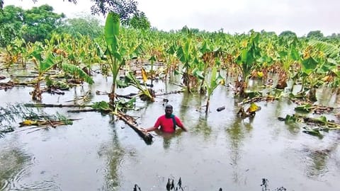 A submerged plantain farm in Thanjavur on Thursday