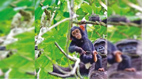 Chimpanzee