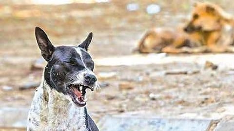 A stray dog barks alertly on a street, while another rests in the background. Image used for representative purpose only.