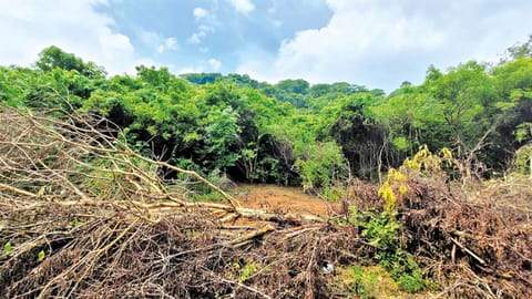 Tress chopped on the foothills of Pachaimalai in Tambaram