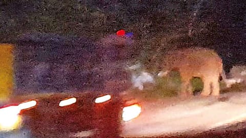 The wild elephant attacking a car in The Niligirs on Wednesday night