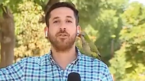 Parrot steals TV reporter?s earpiece