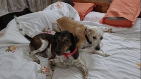 Public Notice inviting NGOs that care for abandoned pets