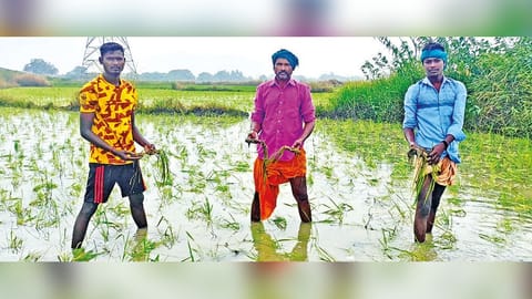Ryots show submerged samba nurseries in Thanjavur on Friday.