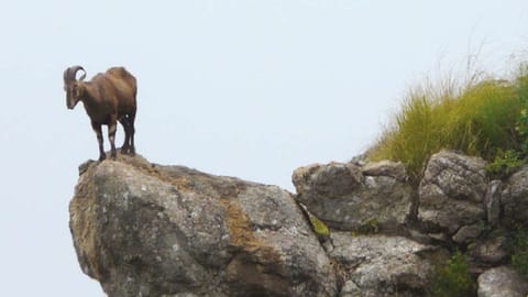 A Nilgiris tahr 