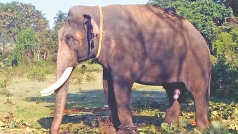 Kumki Kabil Dev at Jorakadu near Thalavadi,
Sathyamangalam on Friday