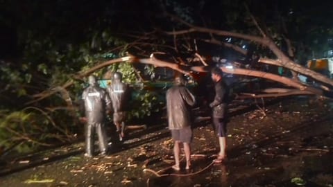 Around 300-350 trees uprooting at different locations  in Chennai