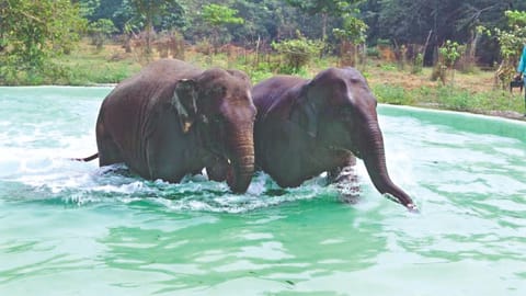 The zoo, at present, houses two elephants ? Rohini and Pragruthi.