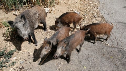 Wild boars roam a street foraging for food