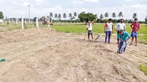 Workers measuring the distance to plant saplings