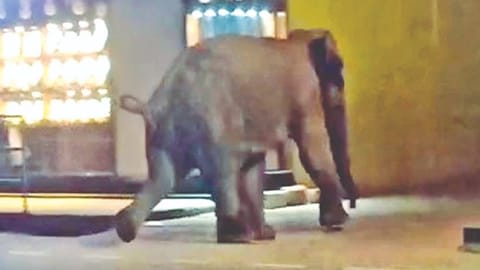 Elephant PM-2 taking a
stroll in Sulthan Bathery
town in Wayanad early
on Friday