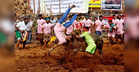 A villager is pinned down by a bull as another attempts to control him during the annual bull-taming