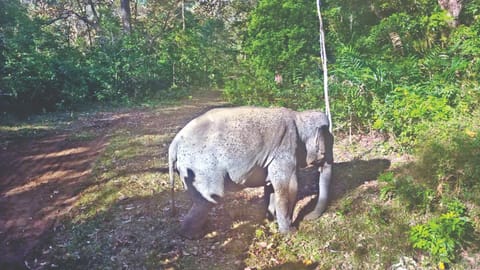 The makhna walking into ATR forest area on Monday