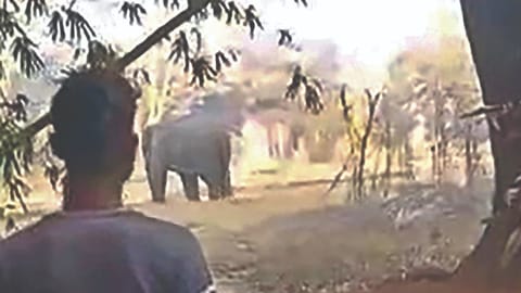 A man looking at the
elephant that killed 16