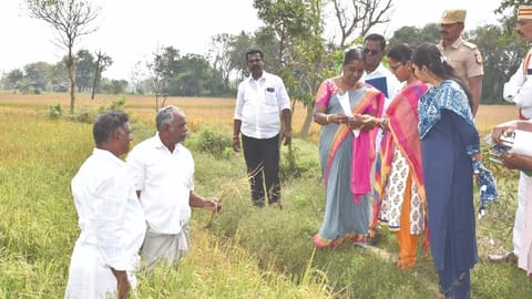 Collector T Charusree inspecting the ongoing crop damage assessment at a field in Tiruvarur on Thursday