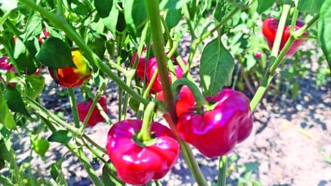 Chillies