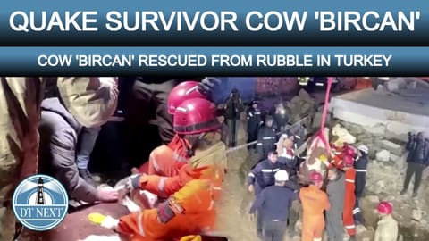 Quake survivor cow 'Bircan' rescued from rubble