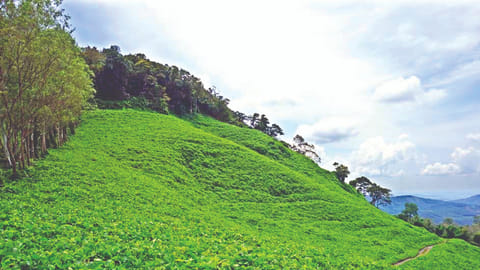 Forest lands