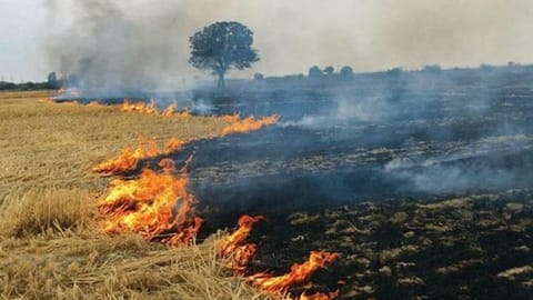 IIT-M researchers to develop technology to upcycle paddy waste