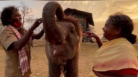 Bomman and Bellie with an orphaned elephant calf
