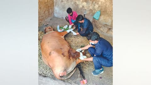The cow. being treated at the hospital. Despite treatment, the animal is unable to walk