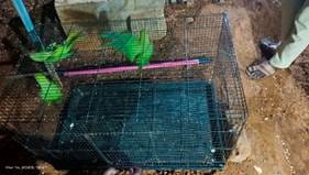 State Forest Department rescued five parakeets kept illegally by individuals in Chennai and Tirunelveli