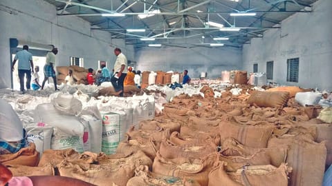 Paddy at the Amoor regulated market seen in HDPE 
sacks (white) and gunny bags