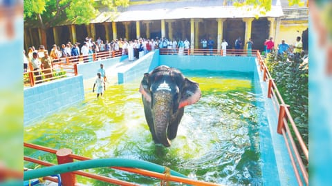 Elephant ?Parvathi?