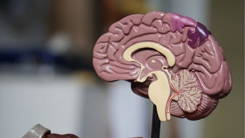 Tick infection affects different cell types in brain: Study
