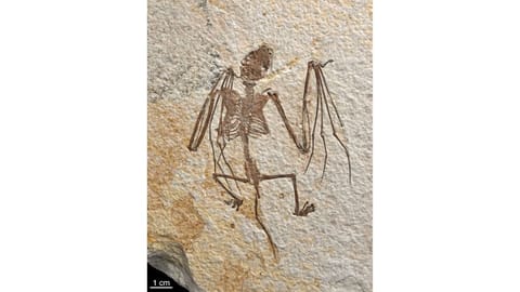 Oldest-known bat skeletons shed light on evolution of flying mammals