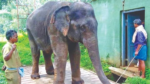 File pic of elephant Masini