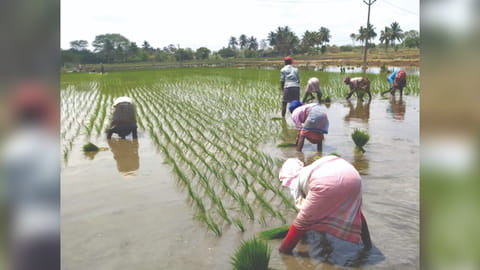 West Bengal migrants working in fields at Nemili in Ranipet district