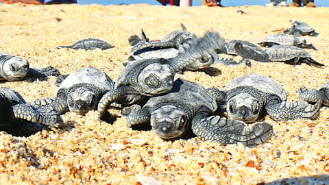 Olive Ridley turtles