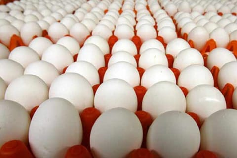 Eggs bid Scam