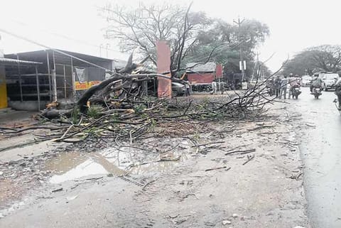 A huge tree uprooted due to heavy rain and strong winds in the Saravanampatty, Kovai