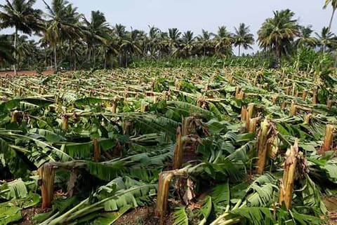 Plantain crops damaged in a vast area at Mettupalayam after heavy rains in the region