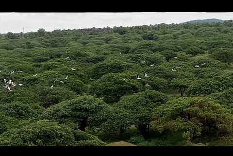 With rainfall remaining poor, very few birds are found on the branches of the trees at Vedanthangal