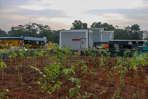 Saplings of indegenous trees planted in Thiru Vi Ka Park
