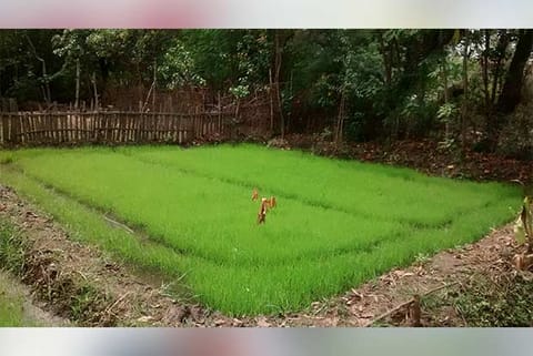 Seeraga samba crop raised in Sirkazhi, Nagapattinam