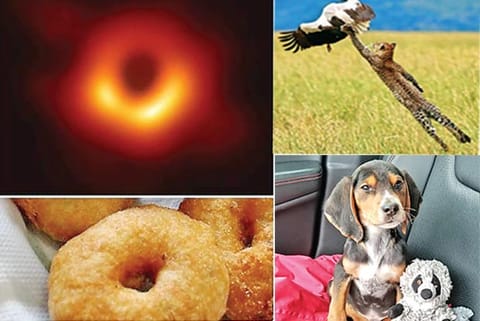 Trending in TN: Photo of black hole inspires meme creators, Amazing dismissal of Kedhar Jadhav by Ben Stokes, 'Cat Person' finds puppy in a ditch and adopts him