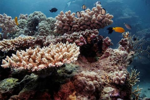 Coral Reefs (Photo courtesy: Reuters)