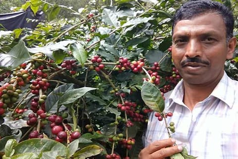 One of the affected coffee growers at his plantation