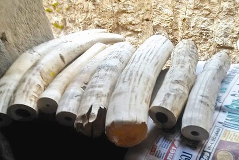 File photo of seized ivories