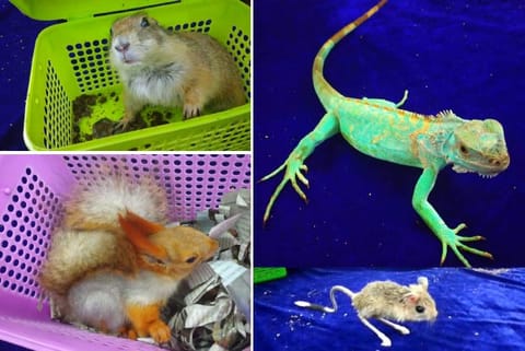 Banner-tailed kangaroo rats, prairie dogs, red squirrel and blue iguanas were seized at the airport on Sunday
