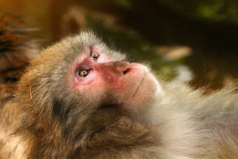 monkey Representative Image