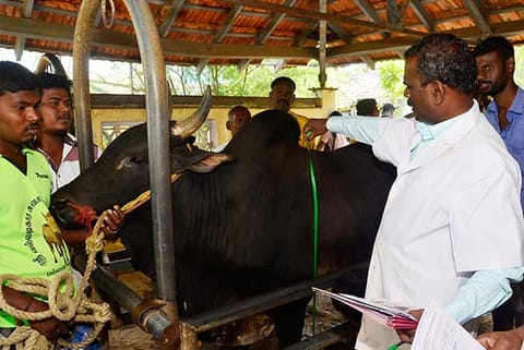 A bull being screened by a veterinarian at a dispensary in Alanganallur in Madurai district on Wednesday