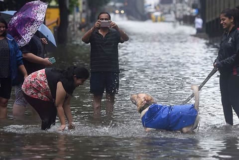 Mumbai limps back to normalcy as rains subside