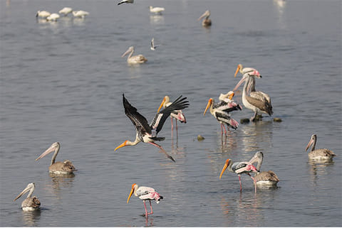 Perumbakkam wetland plays host to migratory birds this season as other major spots turn dry