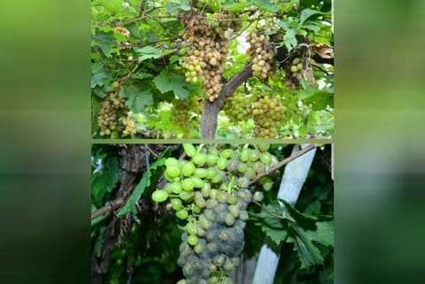 Grapes suffered damage during harvest time due to excess moisture following heavy downpour at Odaipatti, Theni